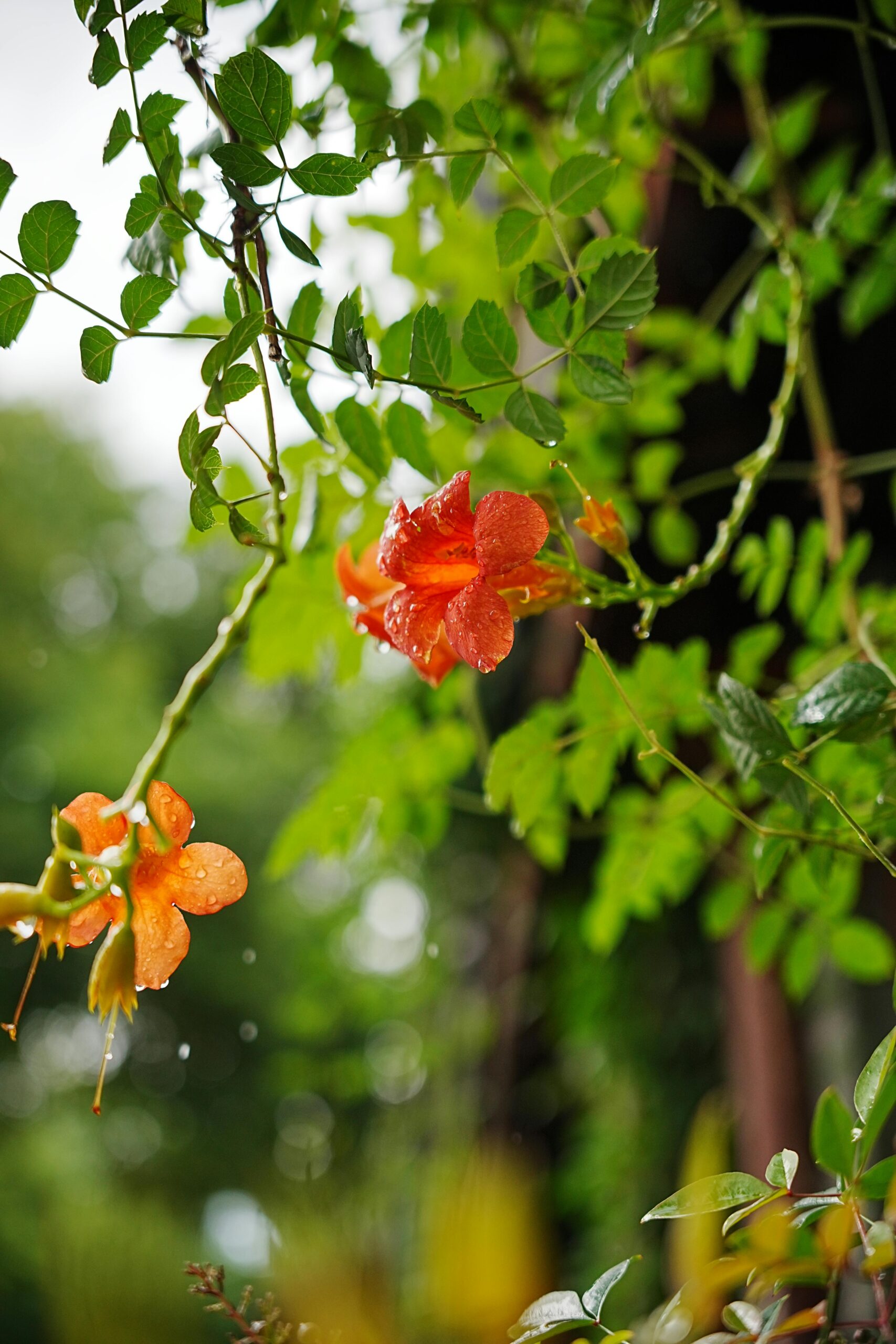 pexels 669212965 29029621.jpg