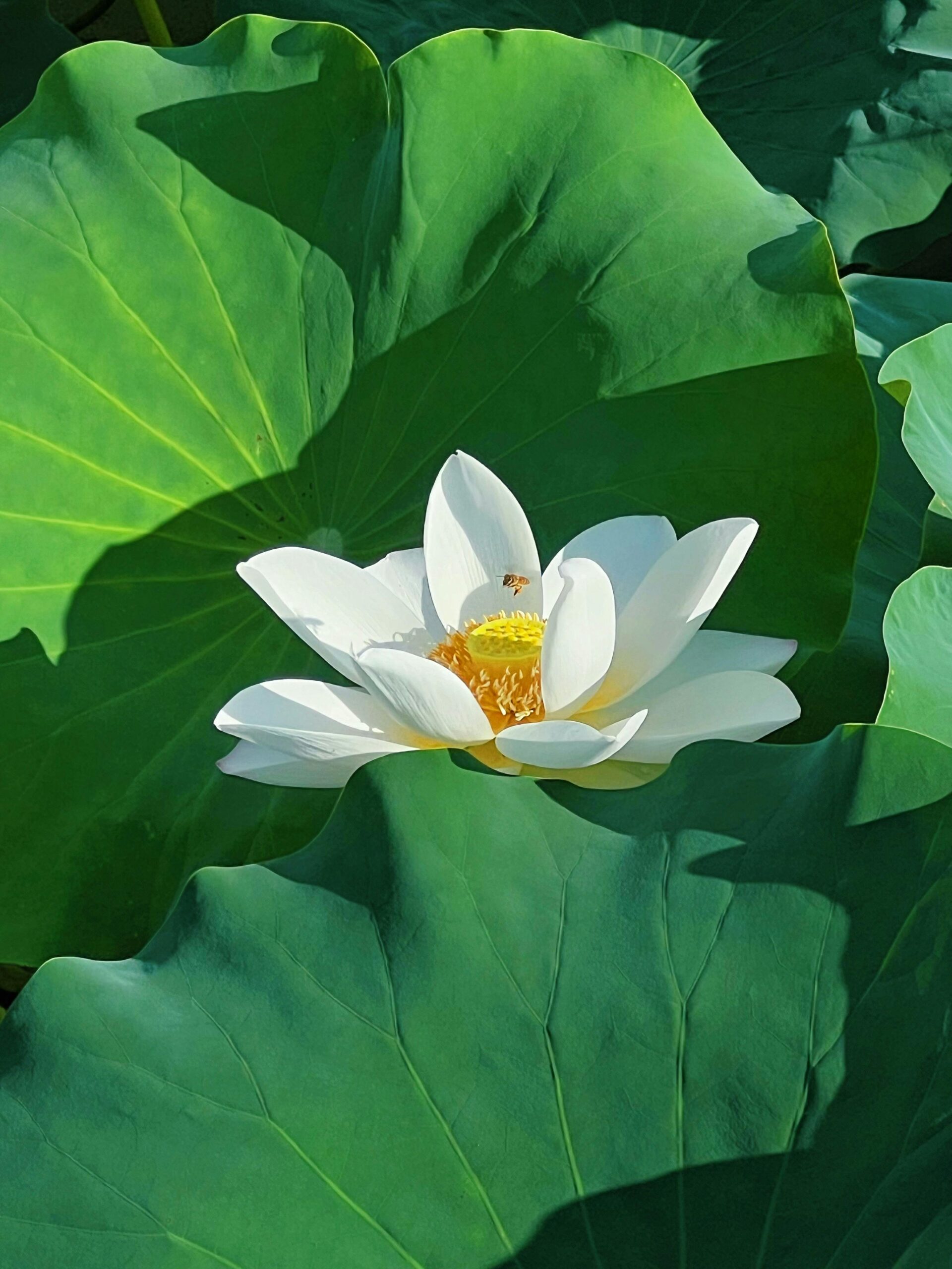 pexels maggie 2149357969 30572343.jpg